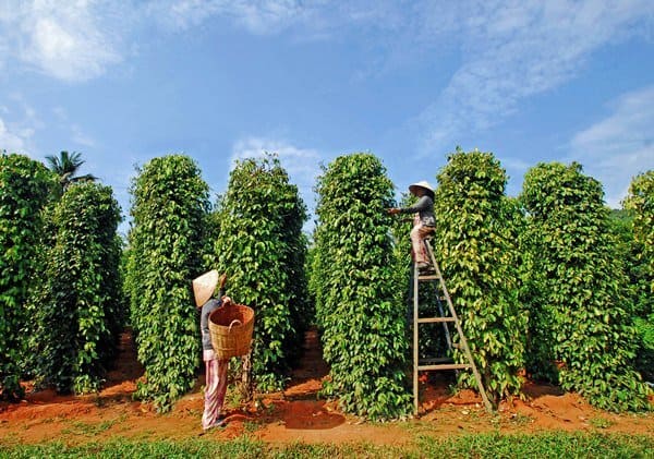 tour phú quốc 4 ngày 3 đêm trọn gói